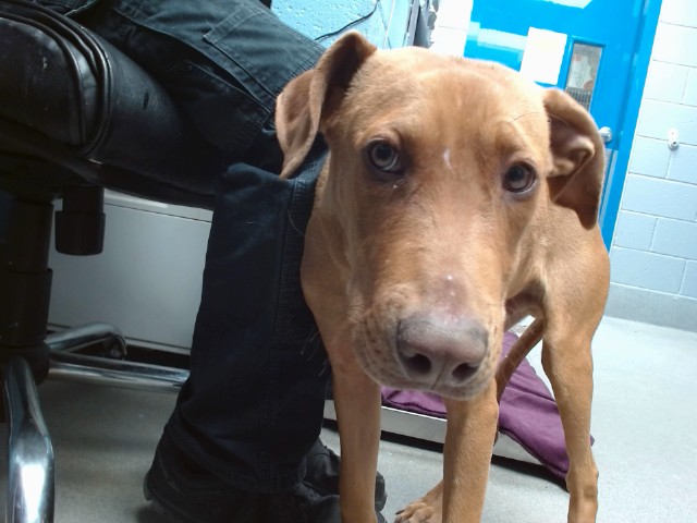 Shelter Stray Female Dog last seen COORS AND CENTRAL, 11800 Sunset Gardens Rd SW, Albuquerque, NM 87121, USA