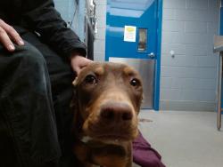 Shelter Stray Male Dog last seen COORS AND CENTRAL, 11800 Sunset Gardens Rd SW, Albuquerque, NM 87121, USA