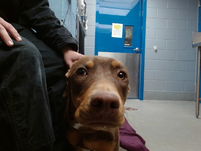 Shelter Stray Male Dog last seen COORS AND CENTRAL, 11800 Sunset Gardens Rd SW, Albuquerque, NM 87121, USA