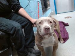 Shelter Stray Male Dog last seen Near BLOCK CENTRAL NW, 11800 Sunset Gardens Rd SW, Albuquerque, NM 87121, USA