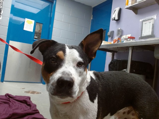 Shelter Stray Male Dog last seen Near BLOCK 7TH ST SW, 11800 Sunset Gardens Rd SW, Albuquerque, NM 87121, USA