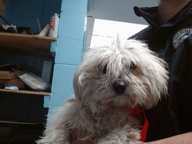 Shelter Stray Male Dog last seen SAGE / 98TH, 11800 Sunset Gardens Rd SW, Albuquerque, NM 87121, USA