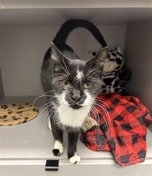 Shelter Stray Female Cat last seen Near, 5001 E Raymond St, Indianapolis, IN 46203, USA