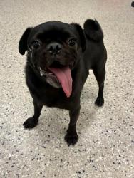 Shelter Stray Male Dog last seen E 96TH WY & LOREDO ST, 12155 Park Blvd, Brighton, CO 80601, USA