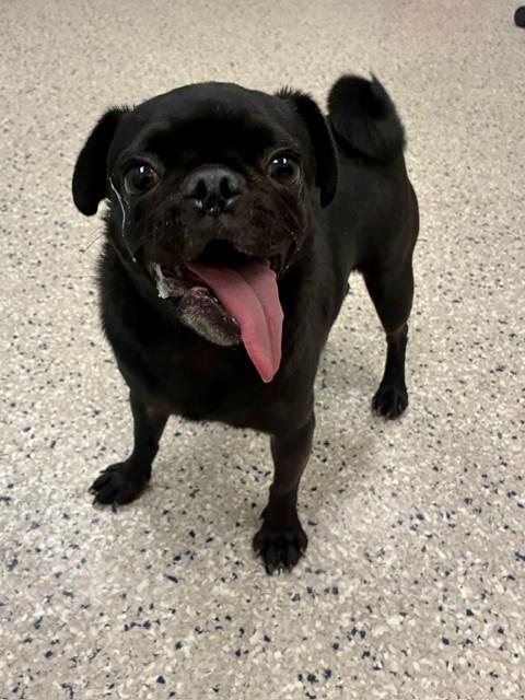 Shelter Stray Male Dog last seen E 96TH WY & LOREDO ST, 12155 Park Blvd, Brighton, CO 80601, USA