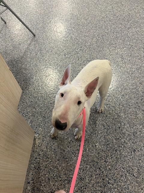 Shelter Stray Female Dog last seen 112TH AVE AND COLORADO BLVD, 12155 Park Blvd, Brighton, CO 80601, USA