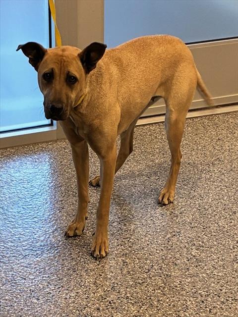 Shelter Stray Female Dog last seen Near BLOCK KEARNEY CIR, 12155 Park Blvd, Brighton, CO 80601, USA