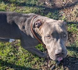 Shelter Stray Female Dog last seen Near BLOCK FRANKLIN ST. DENVER CO 80229, 1241 W Bayaud Ave, Denver, CO 80223, USA