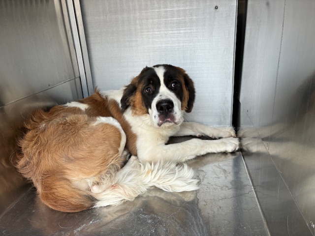 Shelter Stray Male Dog last seen PRINCESS DR AND 90TH PL, 2500 S 27th Ave, Phoenix, AZ 85009, USA