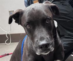 Shelter Stray Female Dog last seen , 4000 N Silverbell Rd, Tucson, AZ 85745, USA