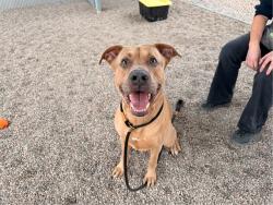 Shelter Stray Male Dog last seen BASELINE RD AND SOSSAMAN RD, 1920 S Lewis, Mesa, AZ 85210, USA