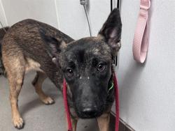 Shelter Stray Female Dog last seen , 4000 N Silverbell Rd, Tucson, AZ 85745, USA