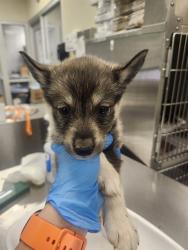 Shelter Stray Female Dog last seen STATE ST. NEAR CEMETARY, 581 S Grand Ave, San Jacinto, CA 92582, USA