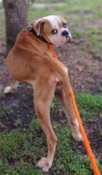 Shelter Stray Male Dog last seen Near BLOCK NW 19 AV, POMPANO BEACH FL 33069, 2400 SW 42nd St, Fort Lauderdale, FL 33312, USA