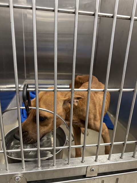 Shelter Stray Unknown Dog last seen Near BLOCK NW 40TH ST, POMPANO BEACH, FL 33064, 2400 SW 42nd St, Fort Lauderdale, FL 33312, USA