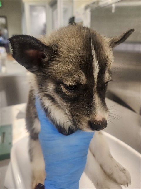 Shelter Stray Male Dog last seen STATE ST. NEAR CEMETARY, 581 S Grand Ave, San Jacinto, CA 92582, USA