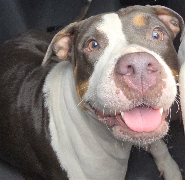 Shelter Stray Female Dog last seen Near BLOCK SE 2 AV, Fort Lauderdale, Florida, 2400 SW 42nd St, Fort Lauderdale, FL 33312, USA