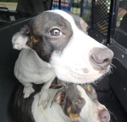 Shelter Stray Male Dog last seen Near BLOCK SE 2 AV, FORT LAUDERDALE, FLORIDA, 2400 SW 42nd St, Fort Lauderdale, FL 33312, USA
