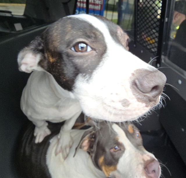 Shelter Stray Male Dog last seen Near BLOCK SE 2 AV, FORT LAUDERDALE, FLORIDA, 2400 SW 42nd St, Fort Lauderdale, FL 33312, USA
