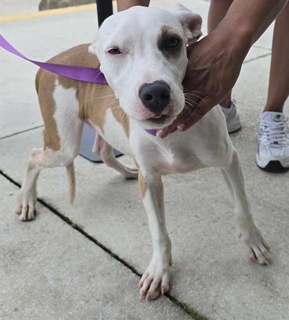 Shelter Stray Female Dog last seen Near BLOCK SW 31 AV, Fort Lauderdale, Florida, 2400 SW 42nd St, Fort Lauderdale, FL 33312, USA