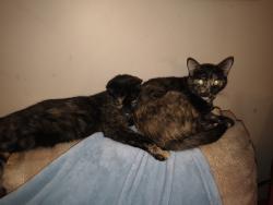 Reunited Female Cat last seen Lehigh station rd and West Henrietta rd, West Henrietta, NY 14586