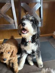 Reunited Female Dog last seen Fairview road and Brief road, Mint Hill, NC 28227