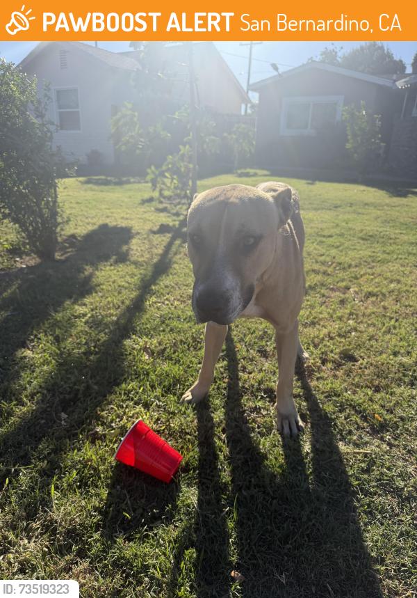 Found/Stray Male Dog last seen 18th Street and Glasgow Avenue, San Bernardino, CA 92404