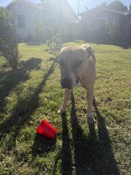 Found/Stray Male Dog last seen 18th Street and Glasgow Avenue, San Bernardino, CA 92404