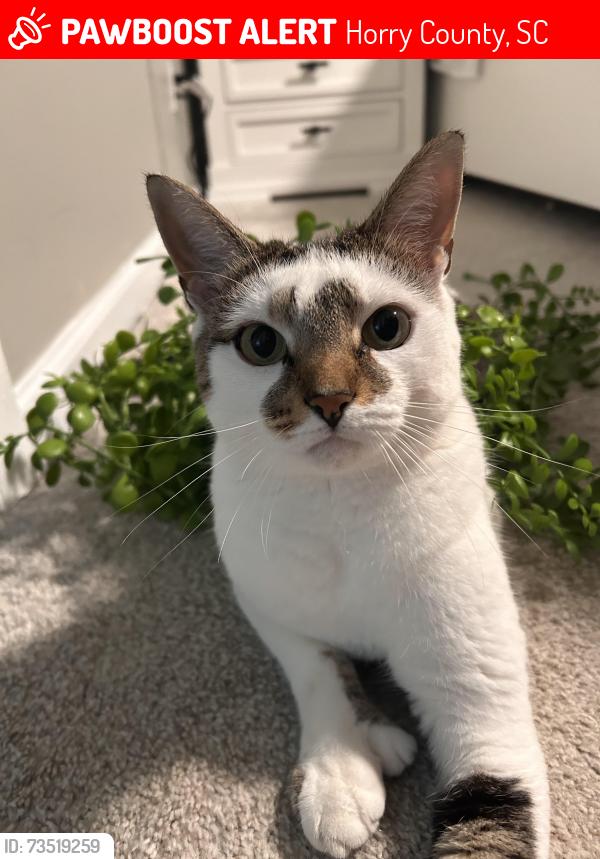 Lost Female Cat last seen Weslin Creek Dr and Alexander Ct, Myrtle Beach, Horry County, SC 29588