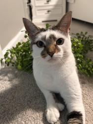 Lost Female Cat last seen Weslin Creek Dr and Alexander Ct, Myrtle Beach, Horry County, SC 29588