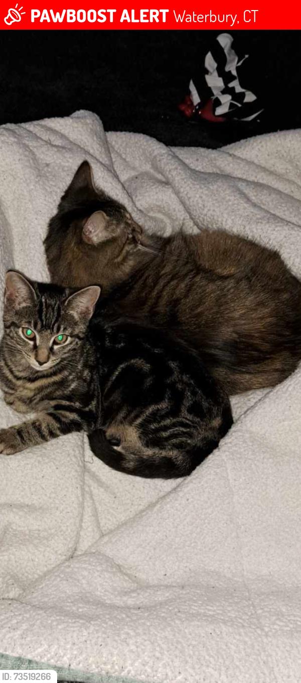 Lost Female Cat last seen Highland Ave and Ledgeside Ave, Waterbury, CT 06708