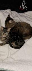 Lost Female Cat last seen Highland Ave and Ledgeside Ave, Waterbury, CT 06708