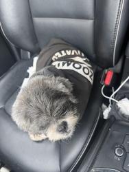 Reunited Female Dog last seen North Ave and South Ave, Scotch Plains, NJ 07076