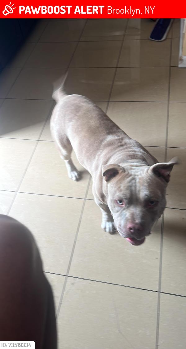 Lost Male Dog last seen Near st and ave N, Brooklyn, NY 11236