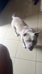 Lost Male Dog last seen Near st and ave N, Brooklyn, NY 11236