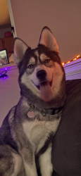 Found/Stray Female Dog last seen Altura Blvd, Aurora, CO 80011