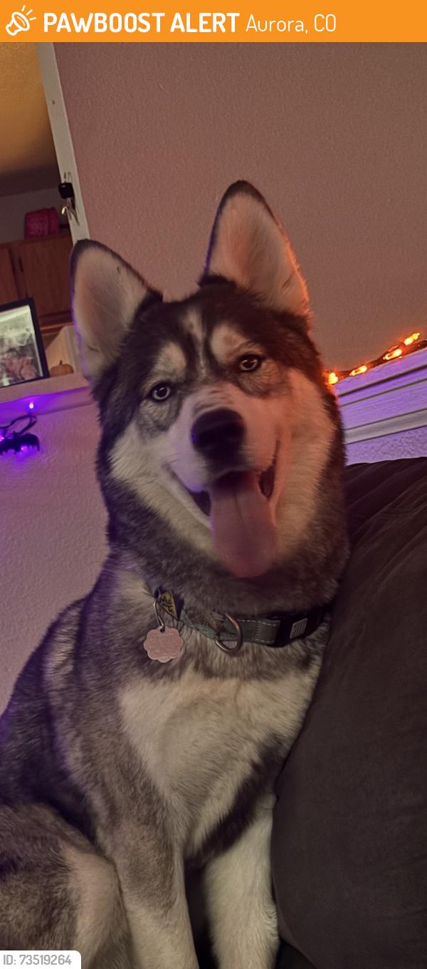 Found/Stray Female Dog last seen Altura Blvd, Aurora, CO 80011
