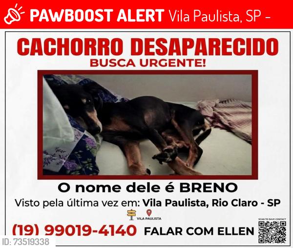 Lost Male Dog last seen Rua p 4, Vila Paulista, SP 13506-855