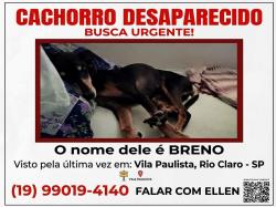 Lost Male Dog last seen Rua p 4, Vila Paulista, SP 13506-855