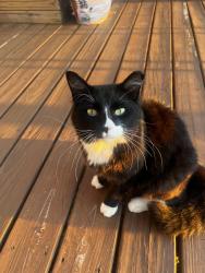 Reunited Male Cat last seen Near my home, Chattanooga, TN 37404