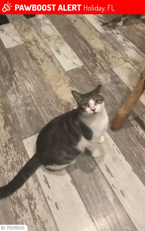Lost Male Cat last seen Tumbleweed Dr, Family dollar, Holiday, FL 34690