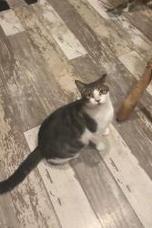 Lost Male Cat last seen Tumbleweed Dr, Family dollar, Holiday, FL 34690
