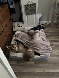 Lost Female Dog last seen Hexam, Brooksville, FL 34614