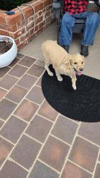 Found/Stray Unknown Dog last seen Near Lockhaven Dr, Buena Park 90621, Buena Park, CA 90621