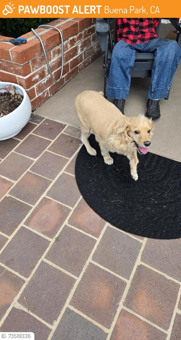 Found/Stray Unknown Dog last seen Near Lockhaven Dr, Buena Park 90621, Buena Park, CA 90621
