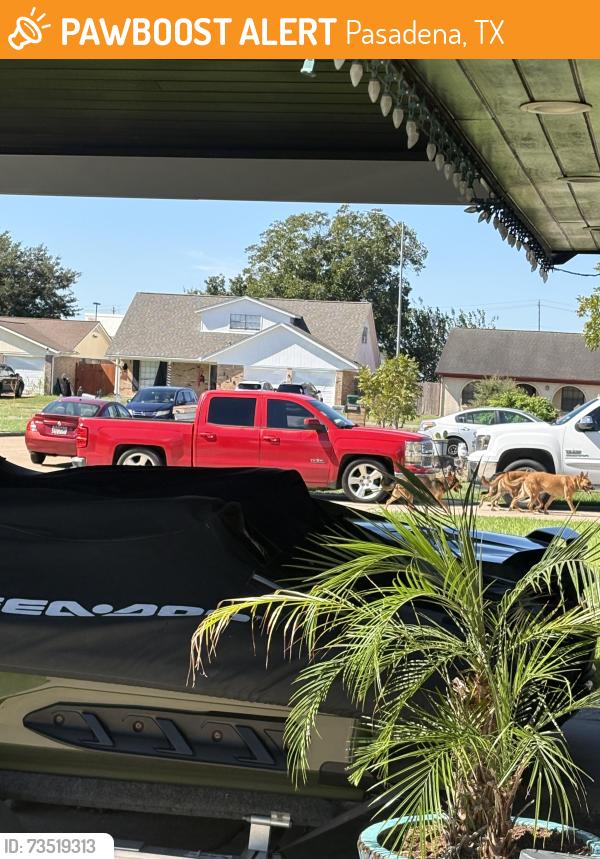 Found/Stray Unknown Dog last seen Melinda & Spencer, Pasadena, TX 77505