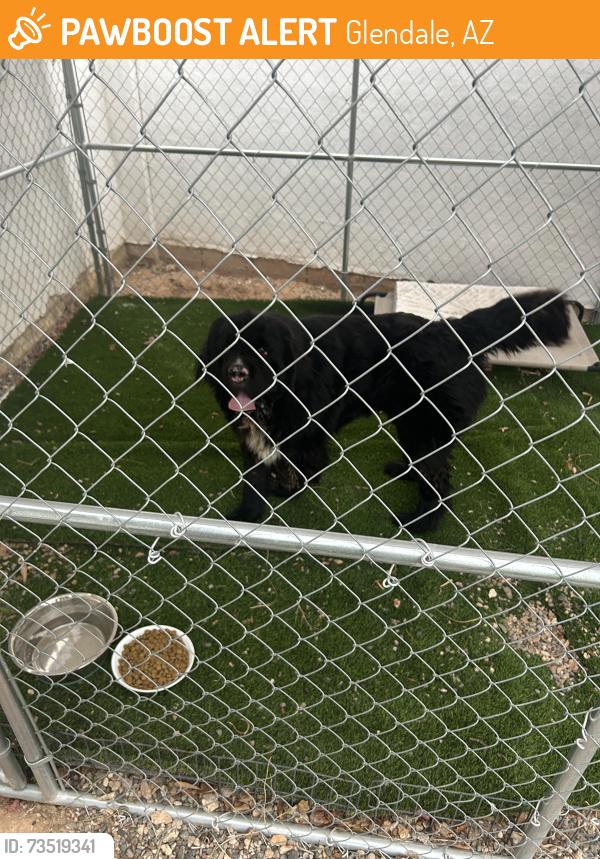 Found/Stray Male Dog last seen Luke Air Force Base, Glendale, Az, Usa, Glendale, AZ 85031