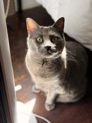 Reunited Female Cat last seen Near Queen Anne Elementary, Seattle, WA 98109