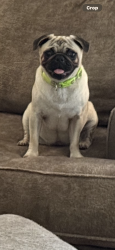 Reunited Female Dog last seen Near Chandler Ridge Dr, Douglasville, GA 30134, USA, Douglasville, GA 30134