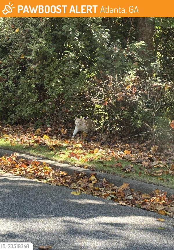 Found/Stray Unknown Cat last seen Near Ison Rd and Grogans Ferry Rd, Atlanta, GA 30350
